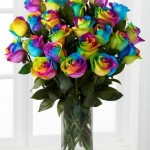 Rainbow Rose