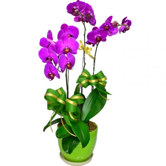 Exquisite 3 pcs Taiwan Purple Orchids