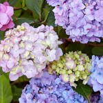 Hydrangea Bouquet